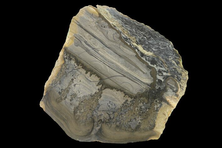 Triassic Aged Stromatolite Fossil - England #167385